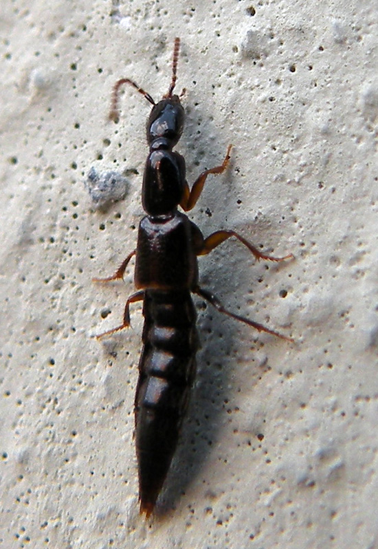 Un altro Staphylinidae?